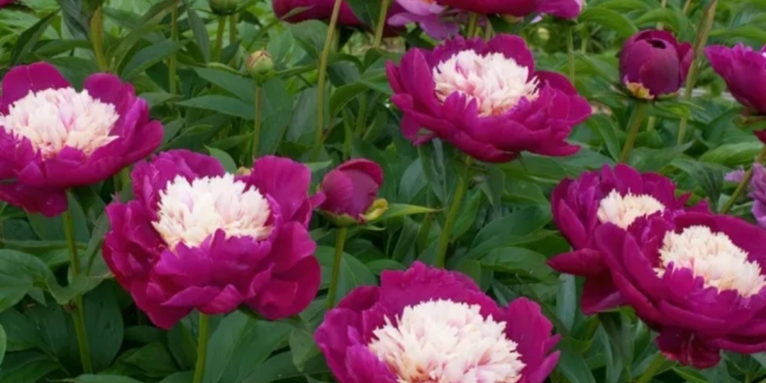 Уход за пионами после цветения. Залог пышного цветения. Уход за древовидными пионами.