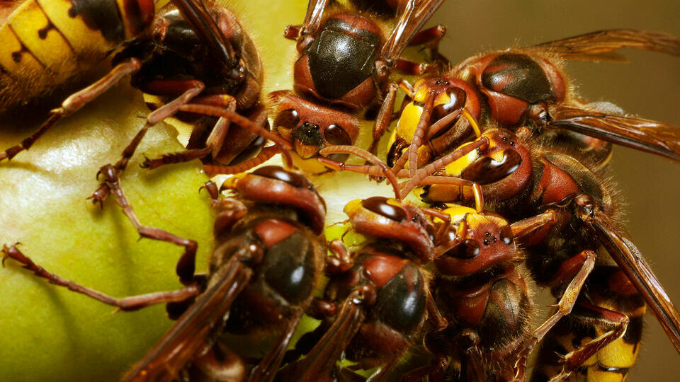 
Фото: © www.globallookpress.com/Andre Skonieczny/imageBROKER.com