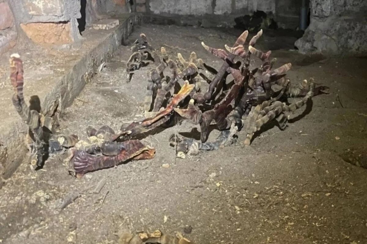    Миколог Вишневский объяснил, что жители Петербурга приняли за зомби-гриб