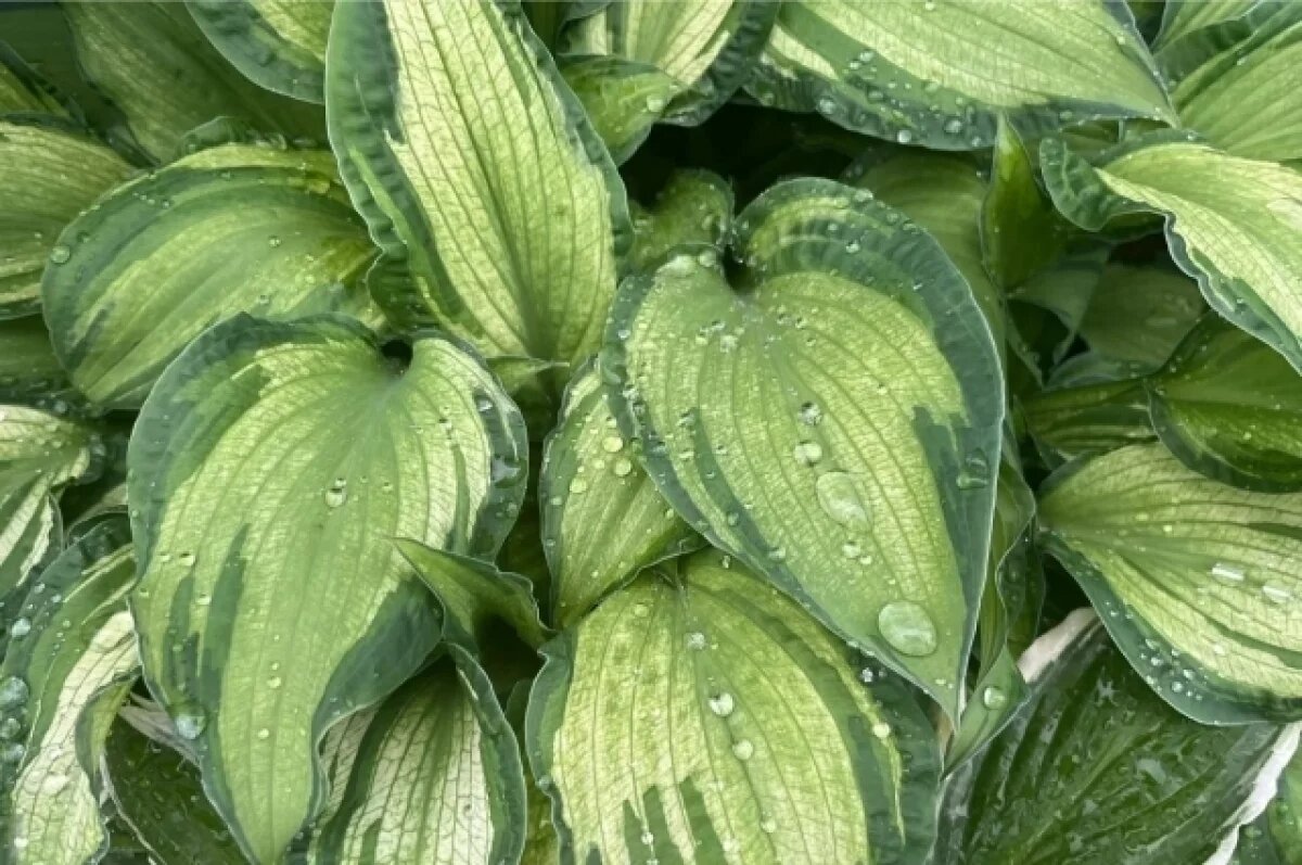    12 июня в Туле прогнозируют небольшой дождь и до +21