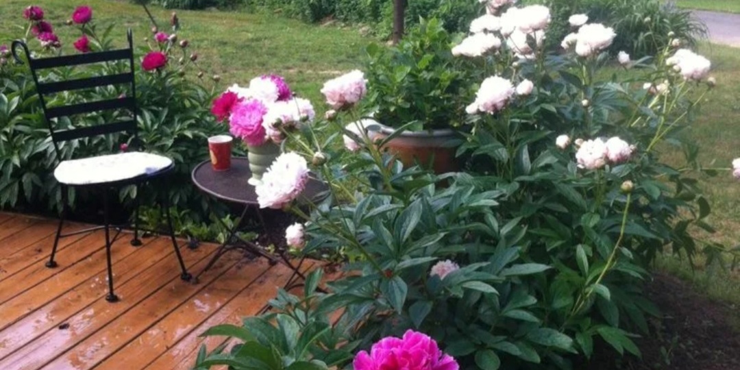 Почему не цветут пионы? 6 основных причин. Основные ошибки и причины отсутствия цветения пионов. Как исправить?