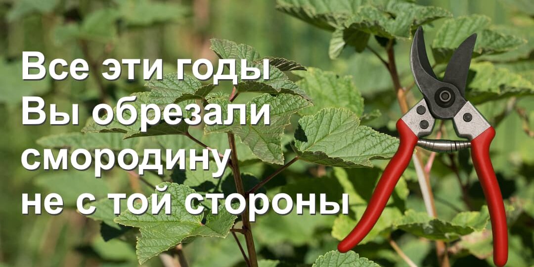 Все эти годы вы обрезали смородину не с той стороны