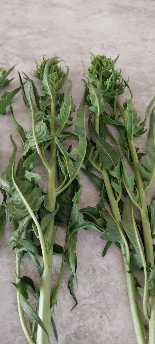    Фото свербиги: Талия Алеева