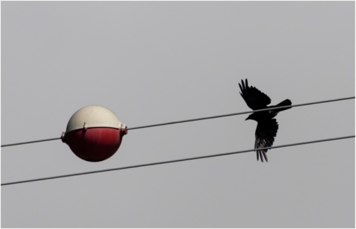 Еще одна важная функция - защита птиц (и проводов от птиц). / Источник: Shutterstock.com/ Bruno Ismael Silva Alves