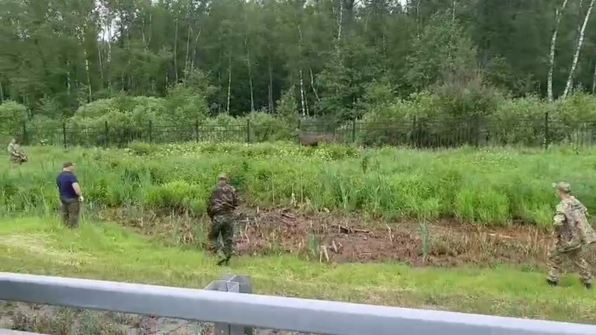    Фото: Telegram / Нацпарк «Лосиный остров»