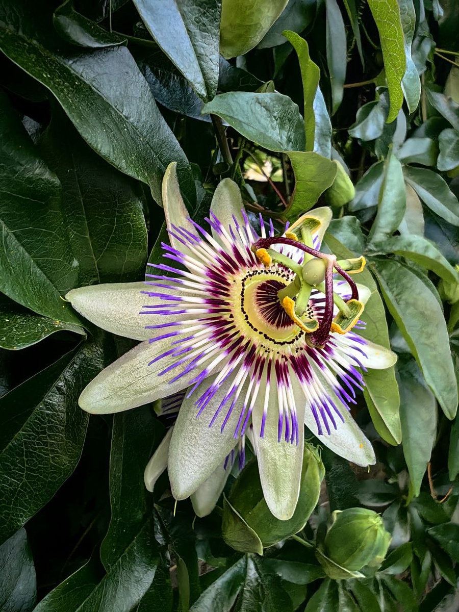 Букет цветущей июньской Черногории для вас. Листайте галерею!