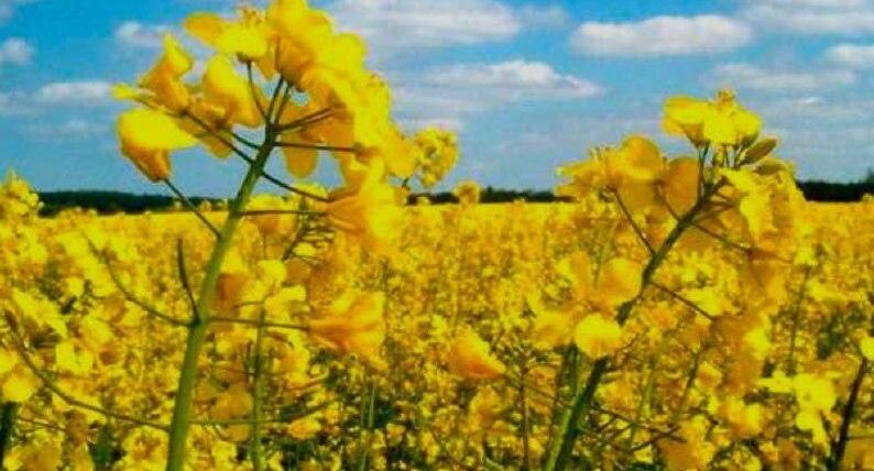    «Щелково Агрохим»