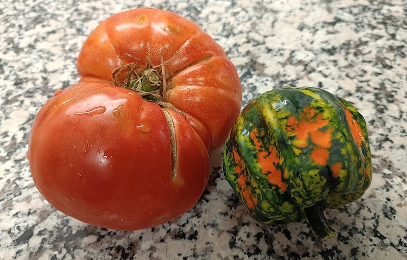 🎃В ожидании Хэллоуина: монструозный помидор и милая тыковка