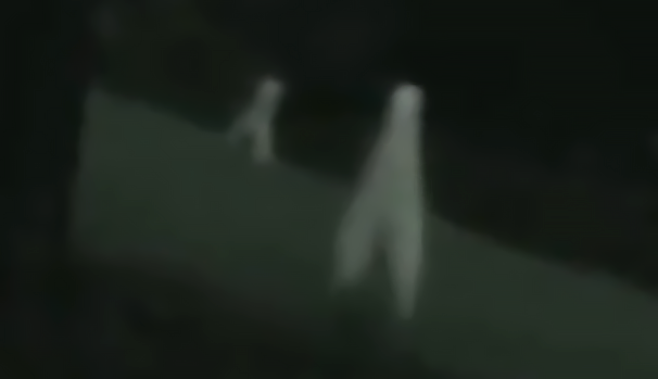 На видео ночные ползуны выглядят так.