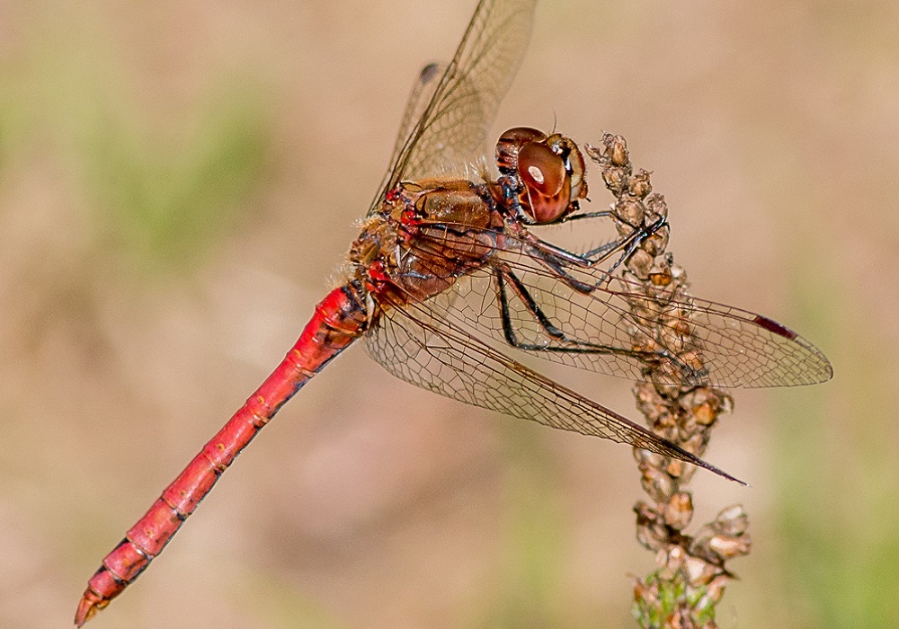 Стрекоза обыкновенная. Самец. Фотография из интернета