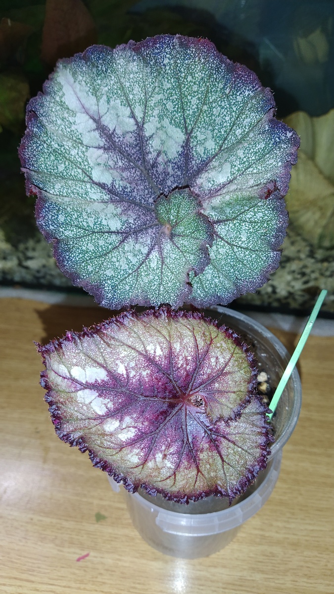 Бегония Весёлая метелица 