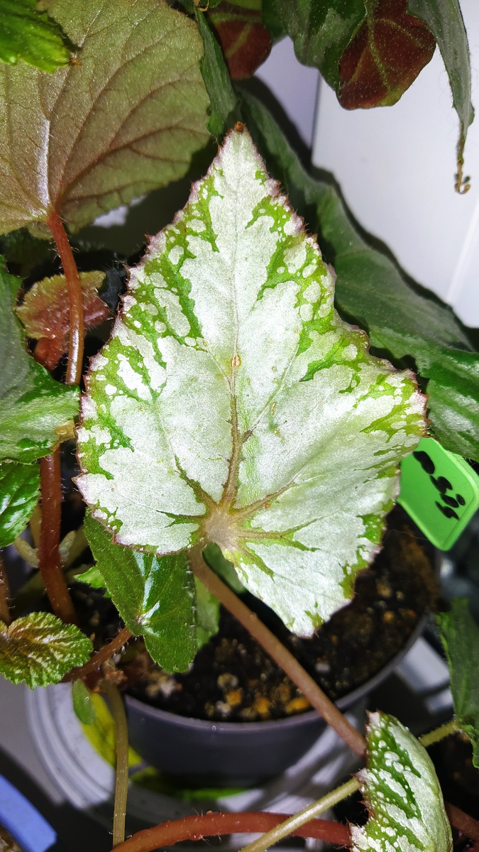 Хрустальная туфелька