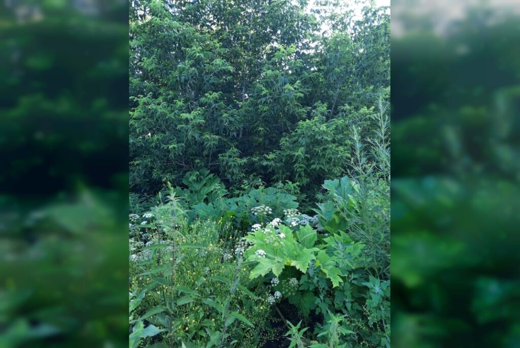 Фото: vk.com/smolensk67