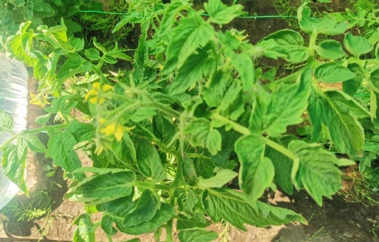    Уход за помидорами на грядке станет еще лучше с этими советами, а урожай больше