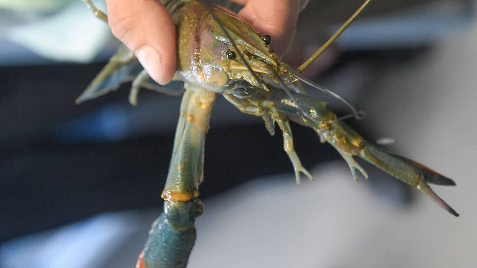 Фото: Влад Некрасов / Коммерсантъ