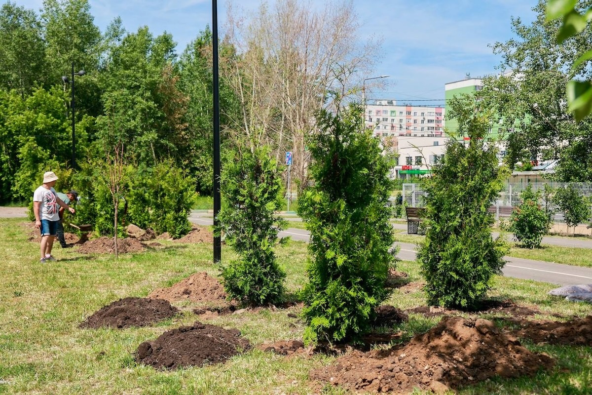   Всего в этом году будет высажено три тысячи новых деревьев и столько же кустарников