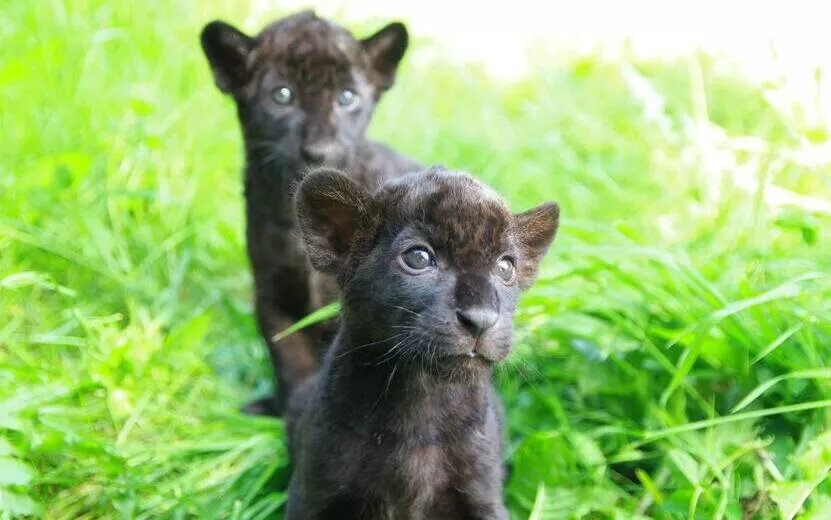    Малыши-ягуарята появились на свет в зоопарке Удмуртии