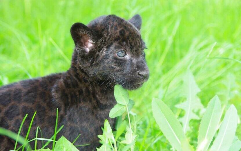  Фото: t.me/udmzoo