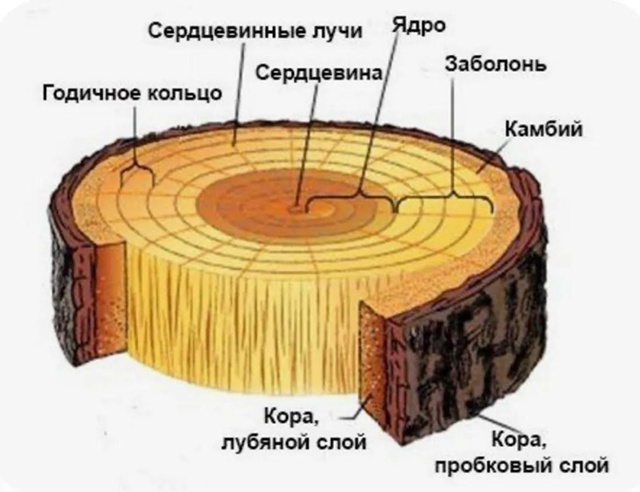 Основные элементы древесного ствола 