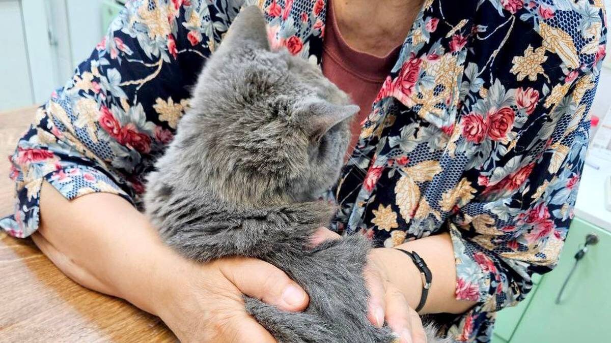    Фото: Telegram / Моя Ветклиника