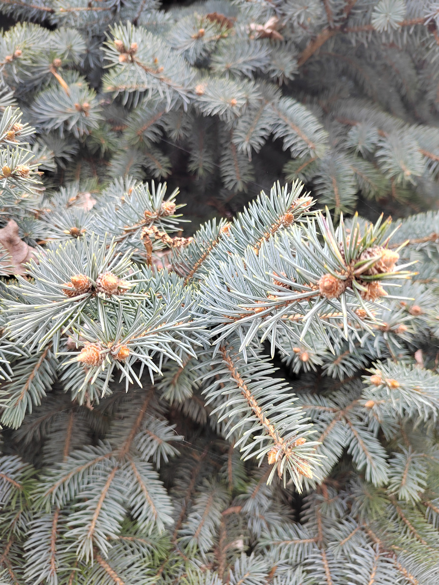 Ель у роты ДПС))))