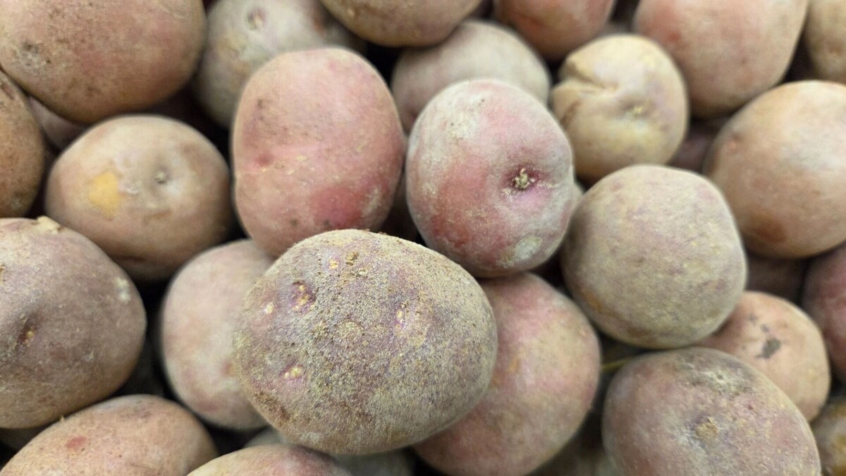     Автор: KubanPress Источник: kubanpress.ru