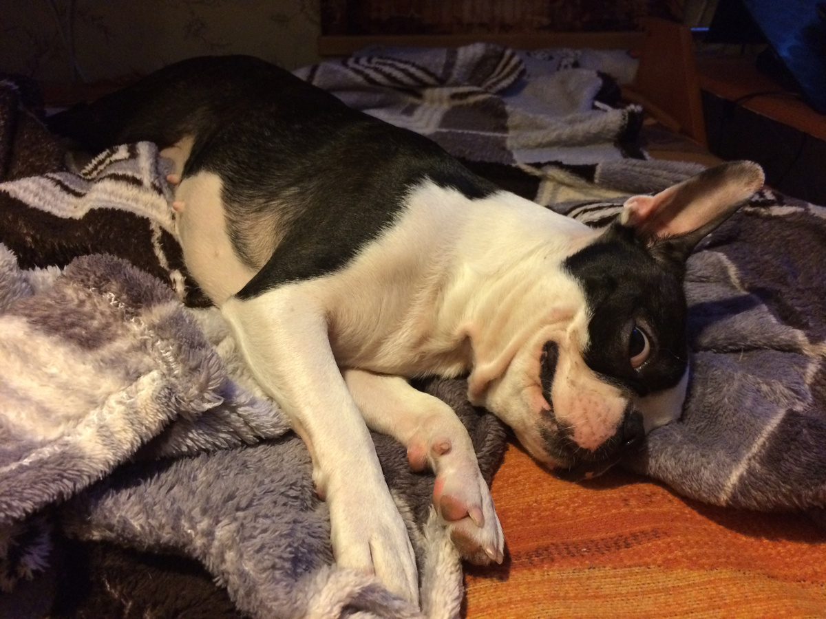 Бостонка Жанни