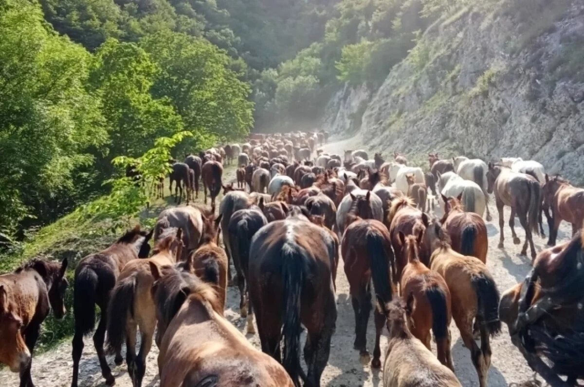    В Дагестане начался традиционный перегон лошадей на летние пастбища