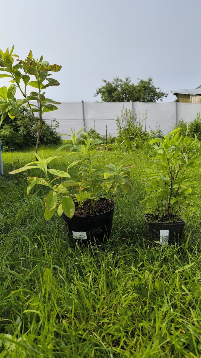 Вот они красавцы.