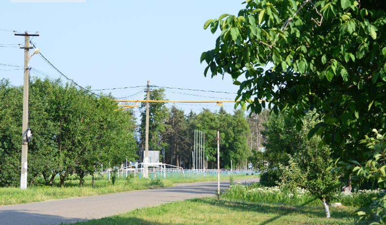 Фото автора. 11.06.2025. Станица. Лето вступило в свои права.
