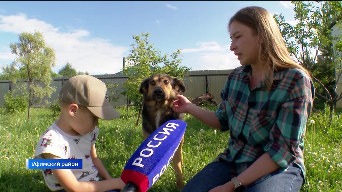    Не хватает ни рук, ни места: съемочная группа «Вестей» пообщалась с волонтерами приютов для собак
