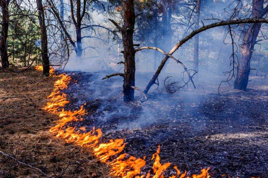    Shutterstock/FOTODOM