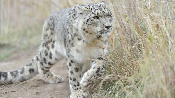    © Аяна Байтемирова