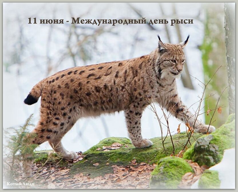 Коллаж автора. Источник фото: https://in.pinterest.com/pin/391179917637241233/