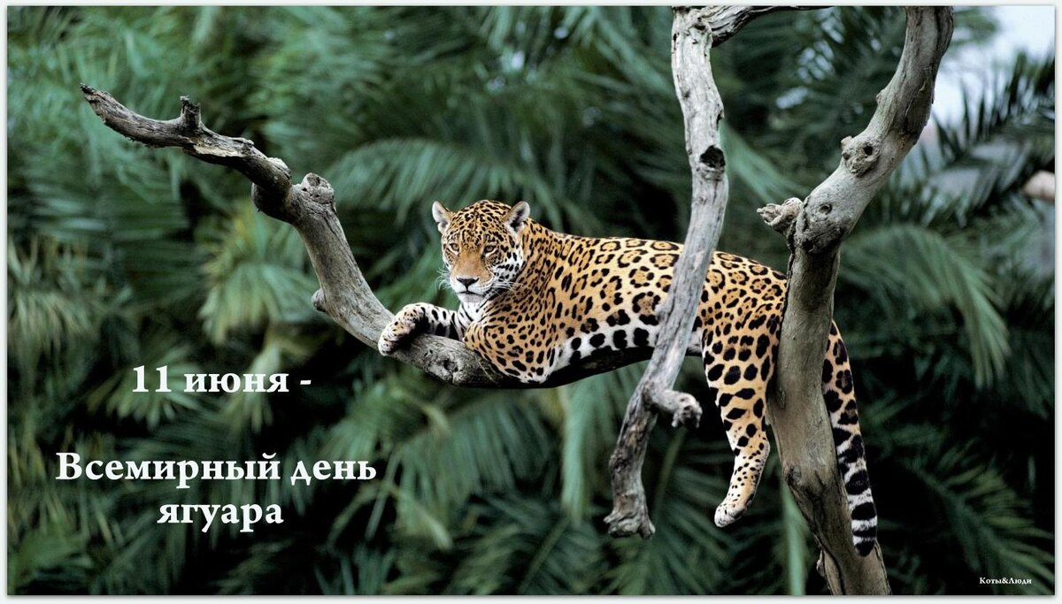 Коллаж автора. Использовано фото: https://yandex.ru/images/search?from=tabbar&img_url=https%3A%2F%2Fstorge.pic2.me%2Fupload%2F151%2F5fe114a308b8a5.17620229.jpg&lr=10736&p=1&pos=28&rpt=simage&text=%D1%8F%D0%B3%D1%83%D0%B0%D1%80