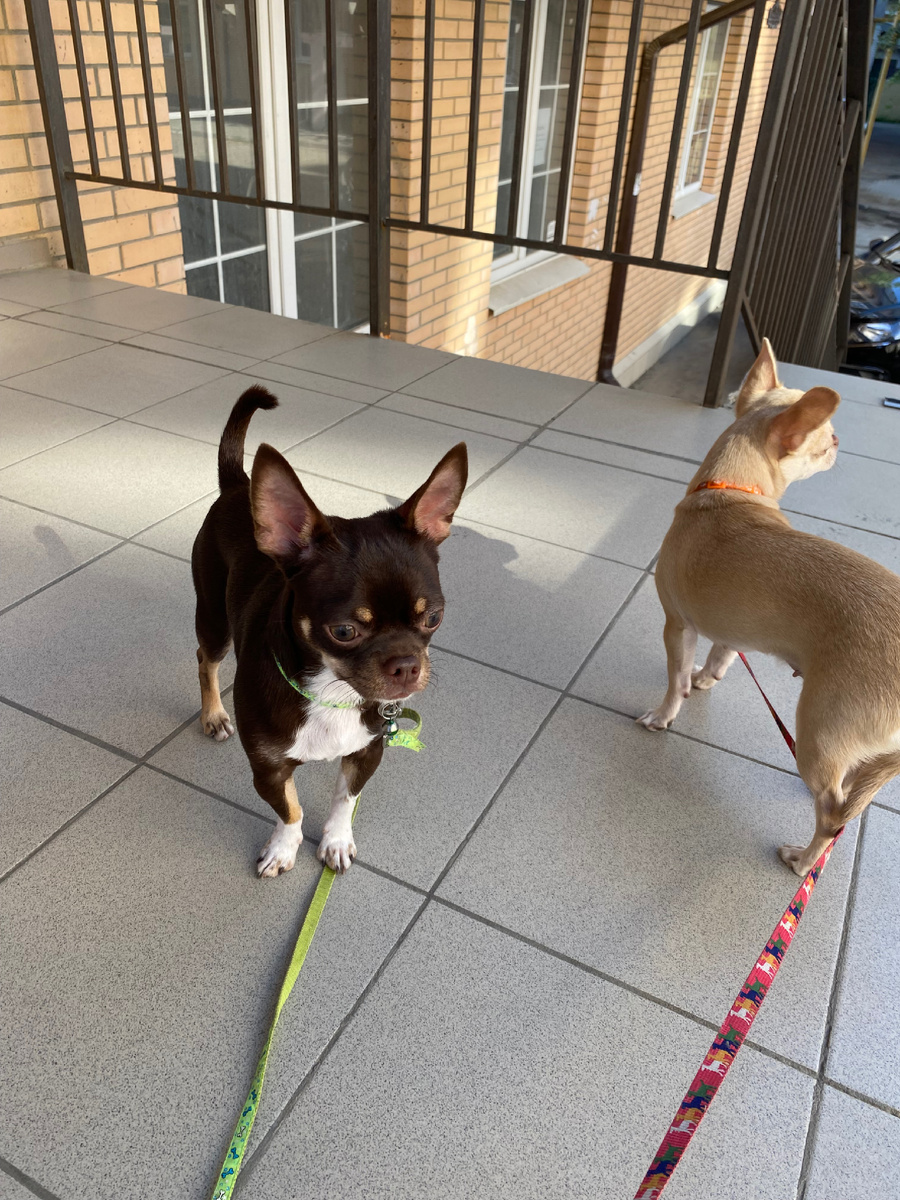 Чишки Томми и Ева