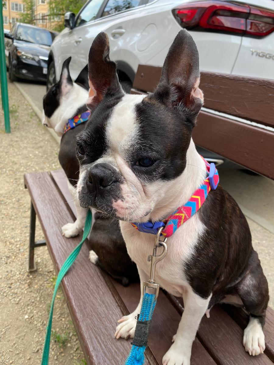 Бостонки Жанни и Фифа 