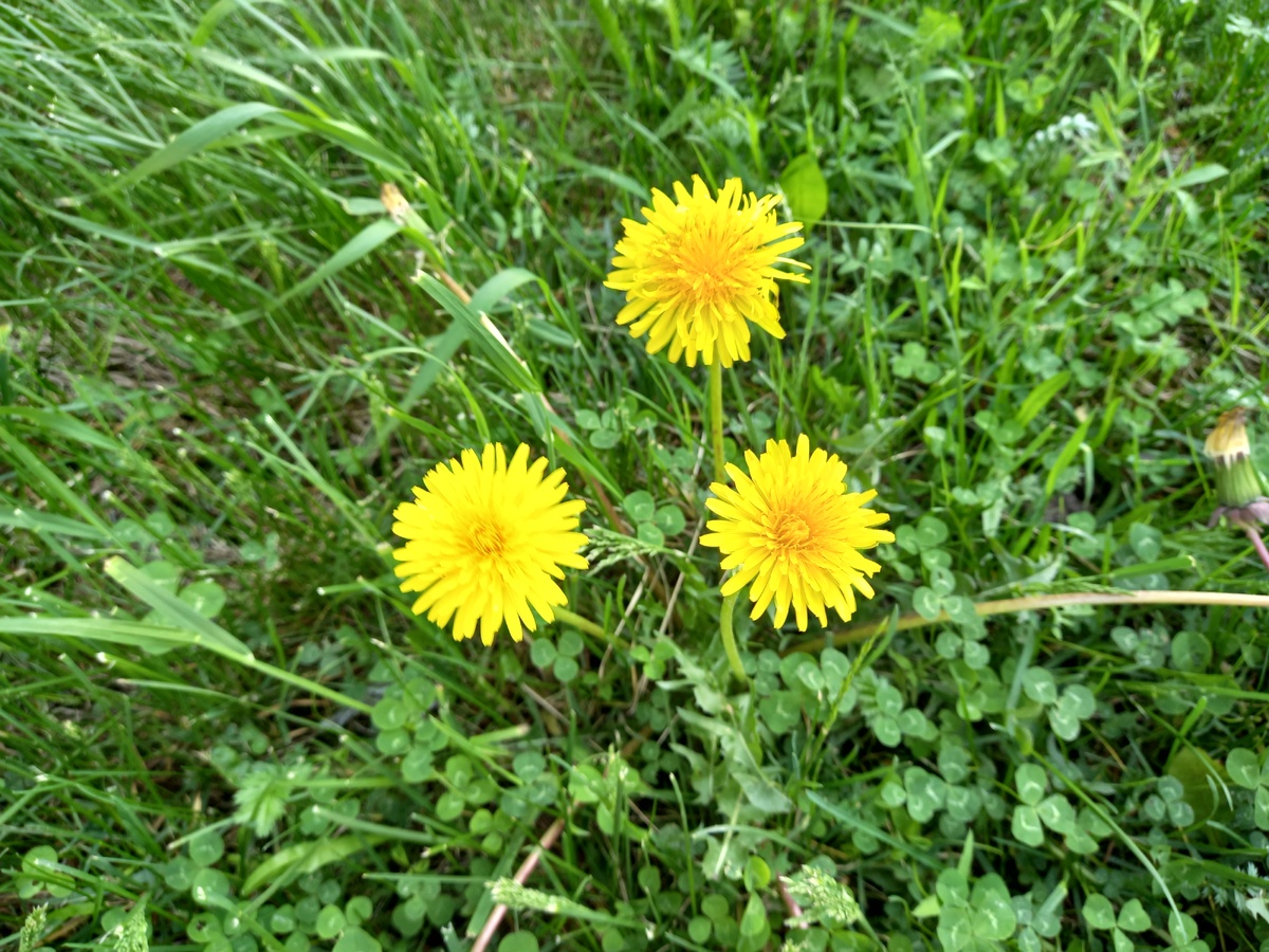 Три "солнышка" в честь трёхлетия))) а дублей было..... ну не растут рядом три красивых одуванчика! Или два, или полянка)