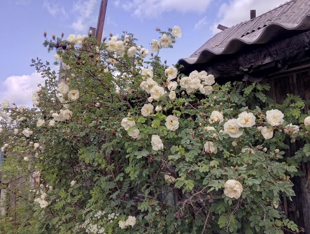 Куст белой розы около дома 🌹