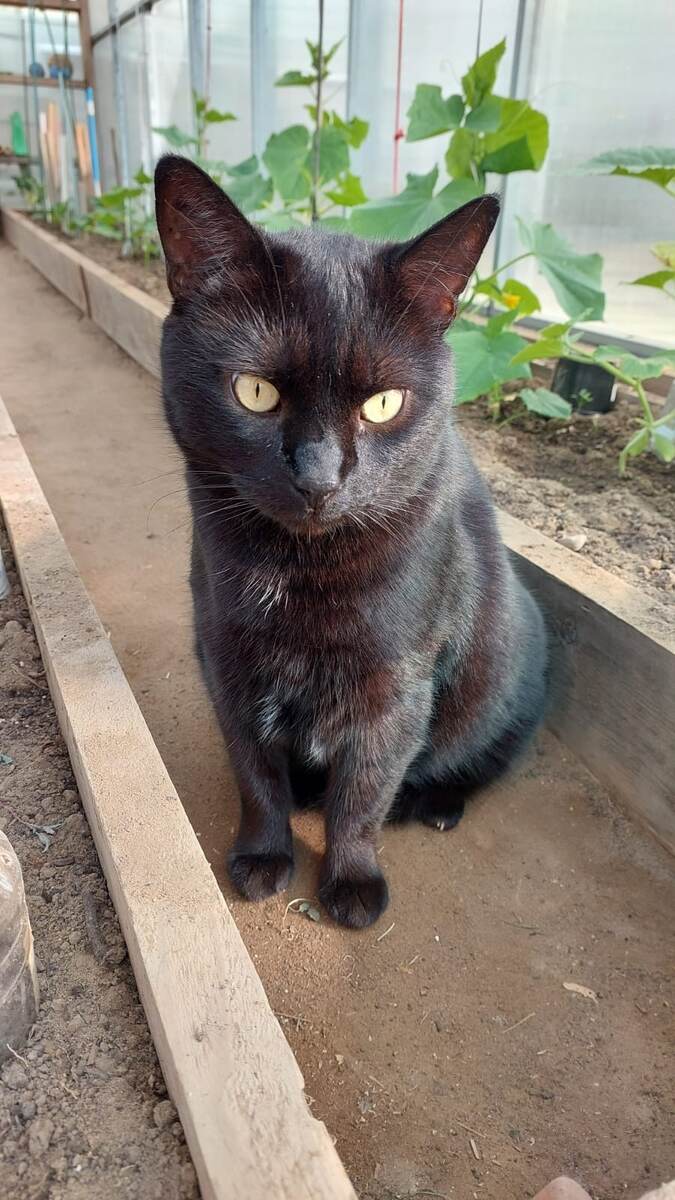 Миша в теплицы