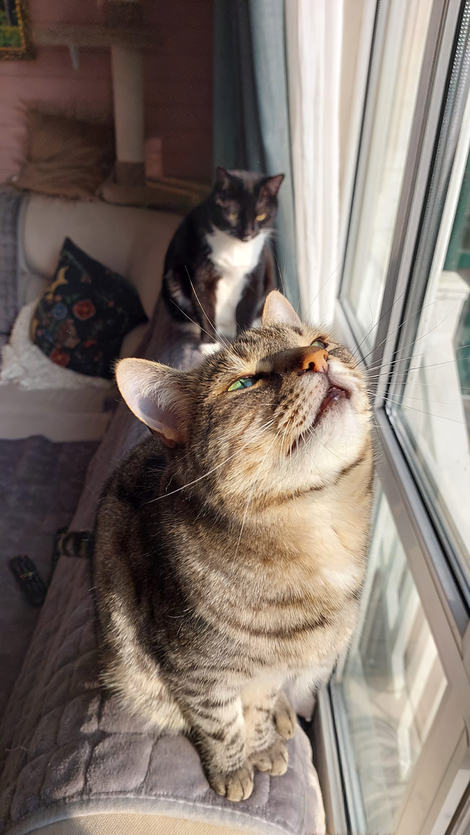 На переднем плане - Кося и радуется утреннему солнышку, на забнем плане сидит Буся, она только проснулась. 