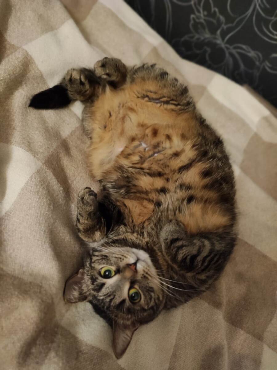 Фото кошки. когда она еще была бездомной, у меня нет. Все ее фото уже из дома