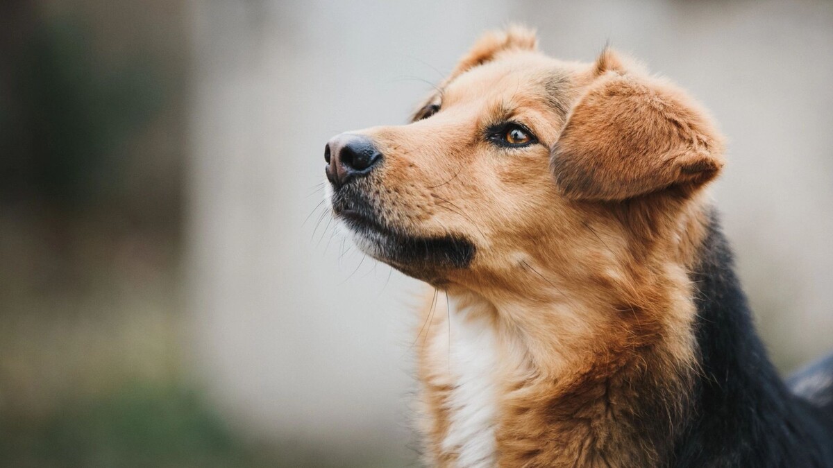    Фото: Zlatko59/Shutterstock/Fotodom