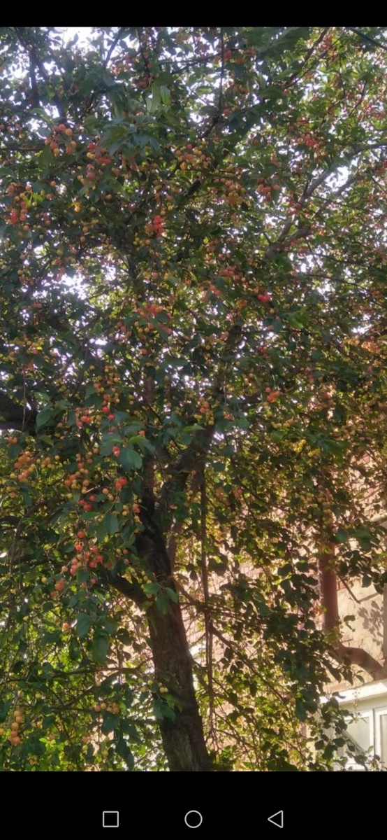 Вишня- шпанка у его проходной. 