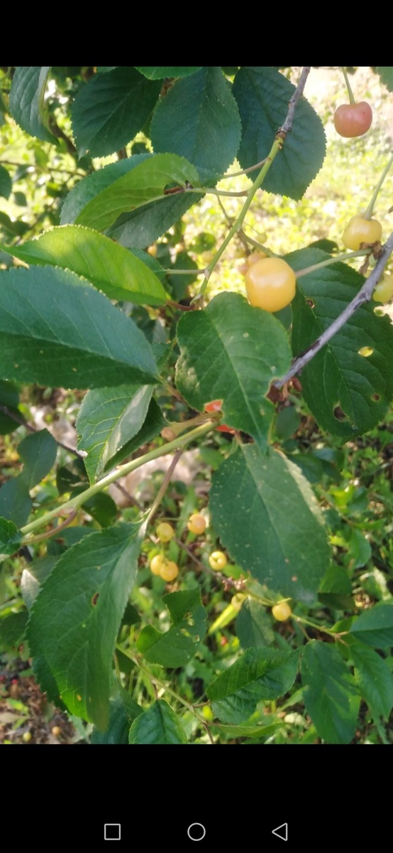 Вишня- шпанка...