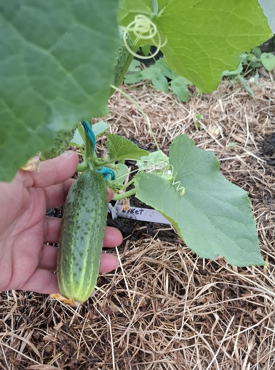 Хороший размерчик!