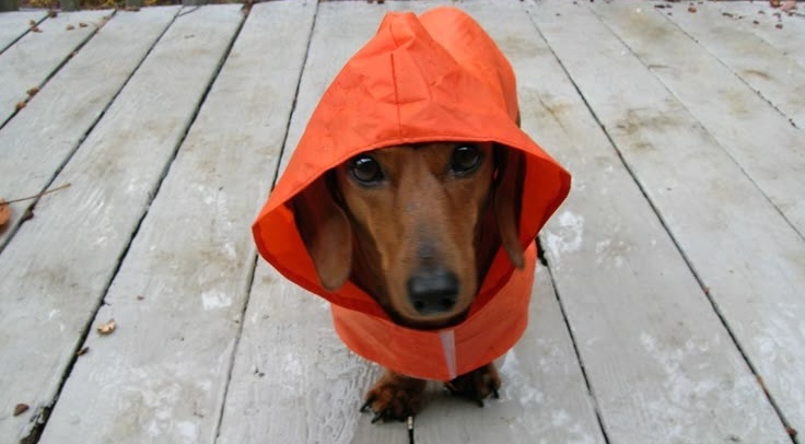 Хорошая защита? 