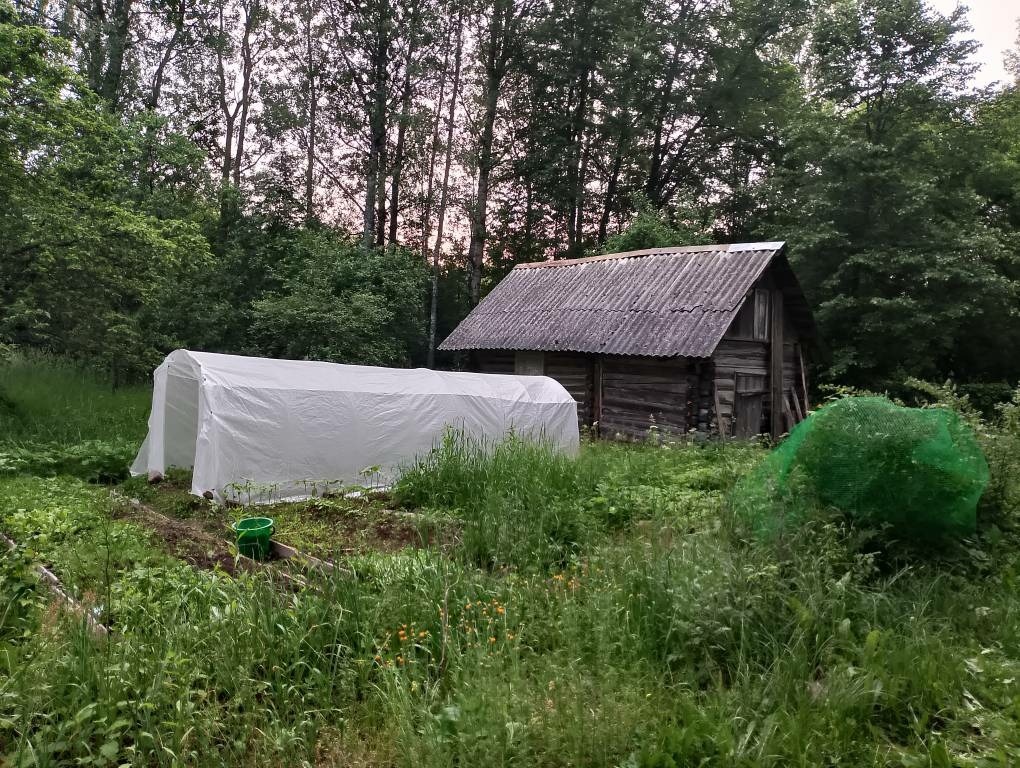 Заросло за три недели так, будто и не косил. Но это - не работа, это настоящий "У Вэй", "лагерь труда и отдыха". Работа для тела - отлых для души.