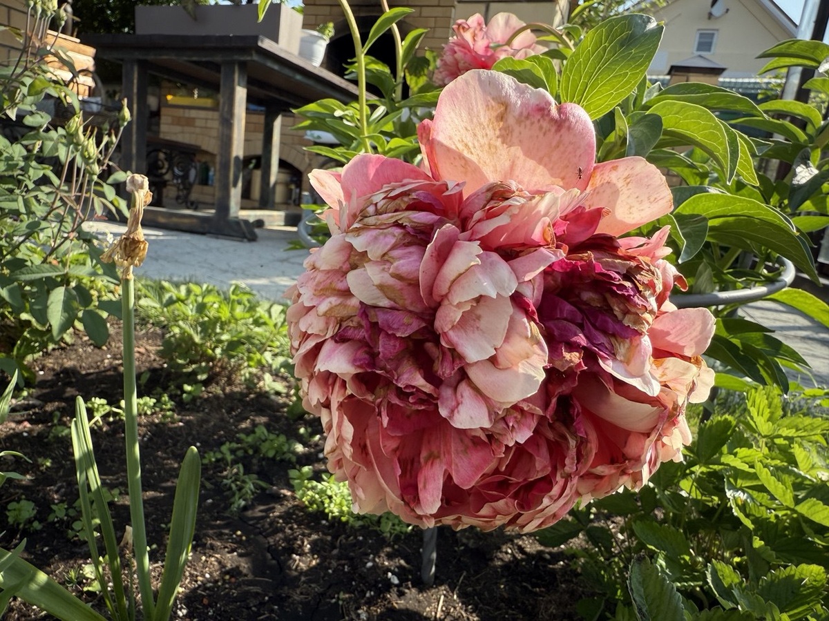 На всех фото, приведенных в публикации, один и тот же пион в разные годы и в разные этапы цветения. Фото автора канала Дом с кипарисами
