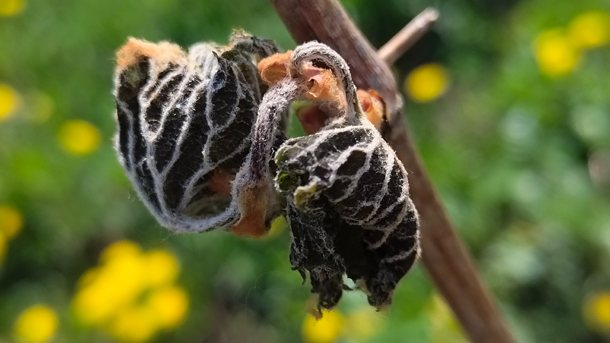 Последствия весеннего заморозка 
